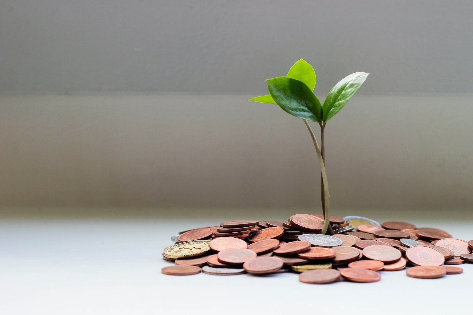 A small tree grows out of a pile of coins on a tabletop.